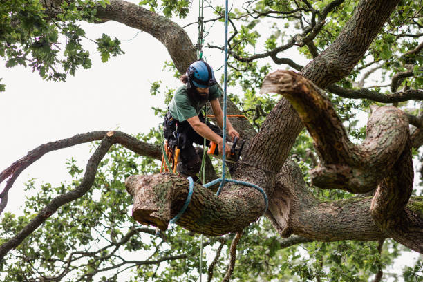 Best Tree Cabling and Bracing  in Netcong, NJ