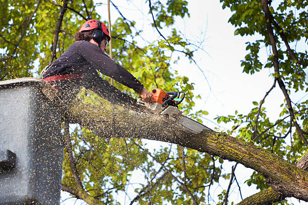 Best Hedge Trimming  in Netcong, NJ